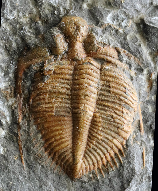 希少、中国湖北省のシルル紀の地層から採集された三葉虫、コロノセファルス・レックス（Coronocephalus rex）（その7）