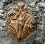 希少、中国湖北省のシルル紀の地層から採集された三葉虫、コロノセファルス・レックス（Coronocephalus rex）