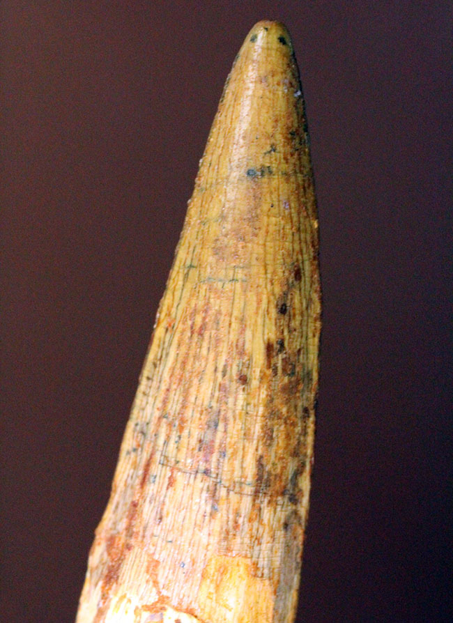上質なエナメル質にご注目ください。スピノサウルス(Spinosaurus)の歯化石(その1)