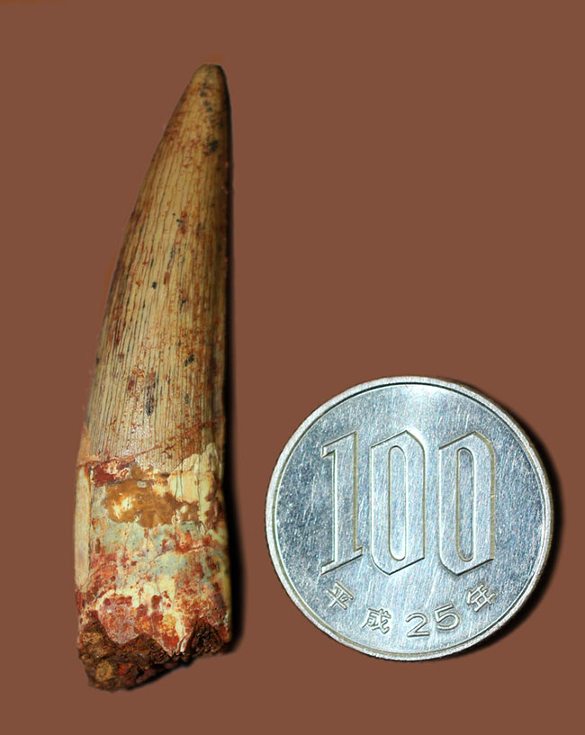 上質なエナメル質にご注目ください。スピノサウルス(Spinosaurus)の歯化石(その11)