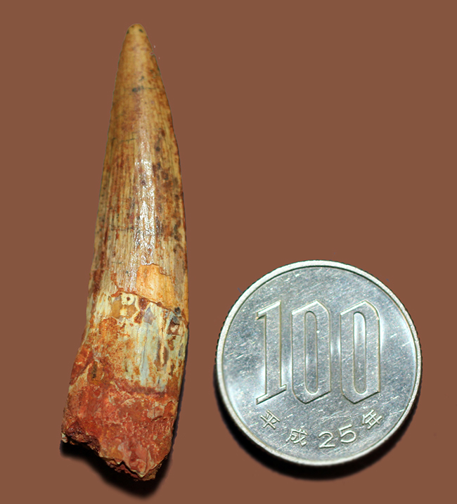 上質なエナメル質にご注目ください。スピノサウルス(Spinosaurus)の歯化石(その12)