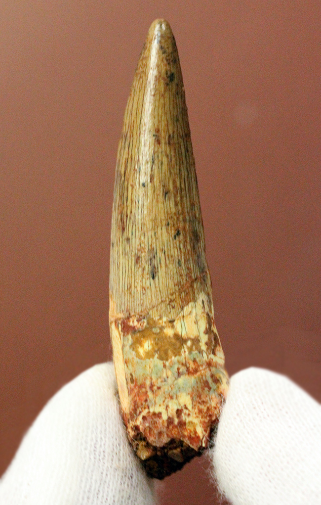 上質なエナメル質にご注目ください。スピノサウルス(Spinosaurus)の歯化石(その2)