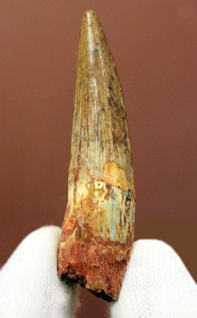 上質なエナメル質にご注目ください。スピノサウルス(Spinosaurus)の歯化石(その3)