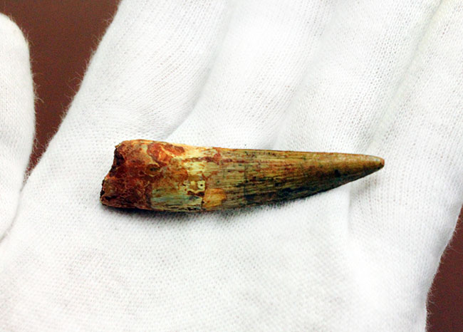 上質なエナメル質にご注目ください。スピノサウルス(Spinosaurus)の歯化石(その4)