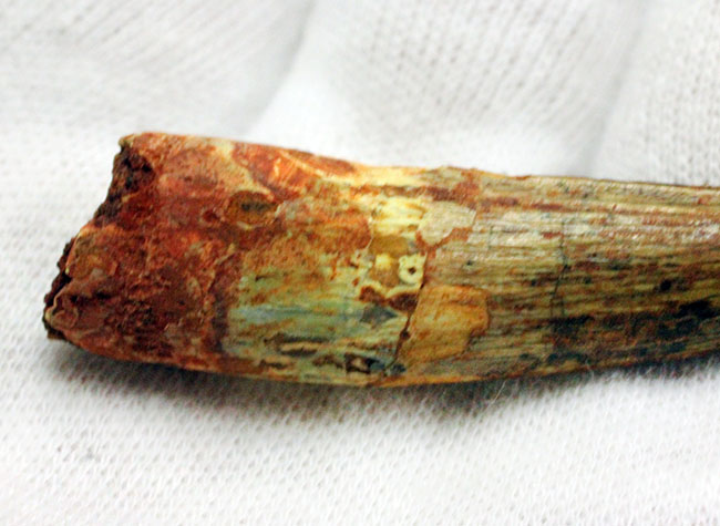 上質なエナメル質にご注目ください。スピノサウルス(Spinosaurus)の歯化石(その5)