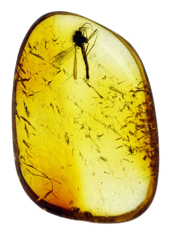 上質のユスリカが閉じ込められた、４０００万年以上前のバルト海産の虫入り琥珀（Amber）。展示ケース付き。星状毛あり。（その2）