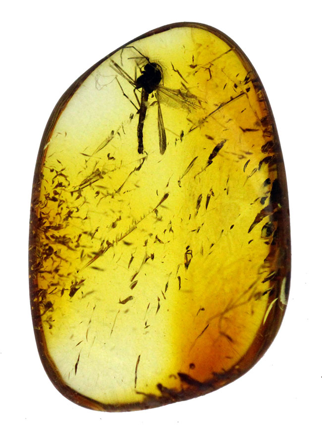 上質のユスリカが閉じ込められた、４０００万年以上前のバルト海産の虫入り琥珀（Amber）。展示ケース付き。星状毛あり。（その3）