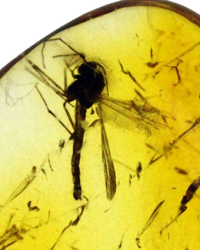 上質のユスリカが包まれた、4000万年以上前のバルト海産の虫入り琥珀(Amber)。展示ケース付き。星状毛あり。(その4)