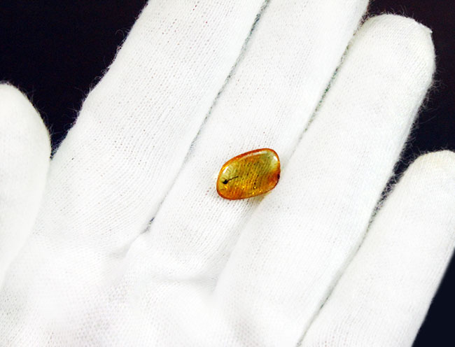 上質のユスリカが包まれた、4000万年以上前のバルト海産の虫入り琥珀(Amber)。展示ケース付き。星状毛あり。(その5)