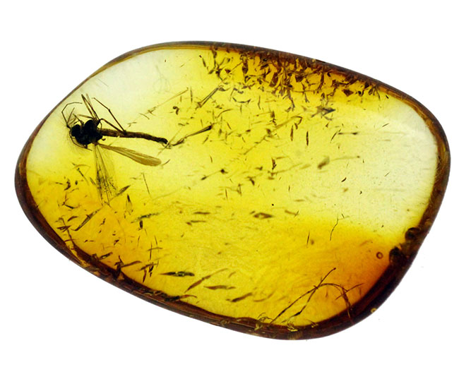 上質のユスリカが包まれた、4000万年以上前のバルト海産の虫入り琥珀(Amber)。展示ケース付き。星状毛あり。(その6)