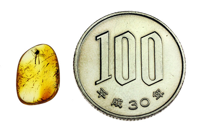 上質のユスリカが包まれた、4000万年以上前のバルト海産の虫入り琥珀(Amber)。展示ケース付き。星状毛あり。(その8)