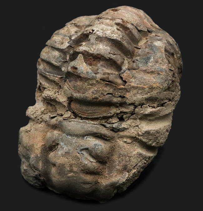 およそ５億年前の原始的な三葉虫、ビッグサイズ！ディアカリメネ・ウーズレグイ（Diacalymene ouzregui）（その1）