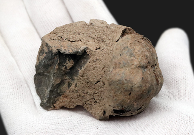 およそ５億年前の原始的な三葉虫、ビッグサイズ！ディアカリメネ・ウーズレグイ（Diacalymene ouzregui）（その5）
