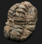およそ５億年前の原始的な三葉虫、ビッグサイズ！ディアカリメネ・ウーズレグイ（Diacalymene ouzregui）