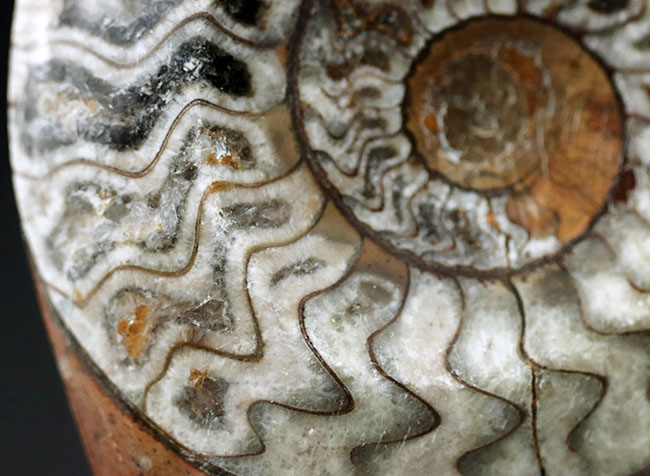 ブラウン、ホワイト、ブラック三色が混じったカラフルなゴニアタイト