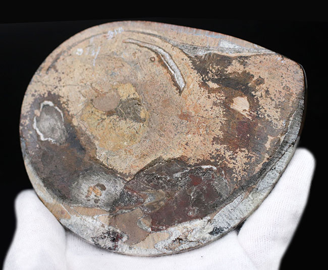 ブラウン、ホワイト、ブラック三色が混じったカラフルなゴニアタイト（Goniatite）の化石。アンモナイトの祖先！（その7）