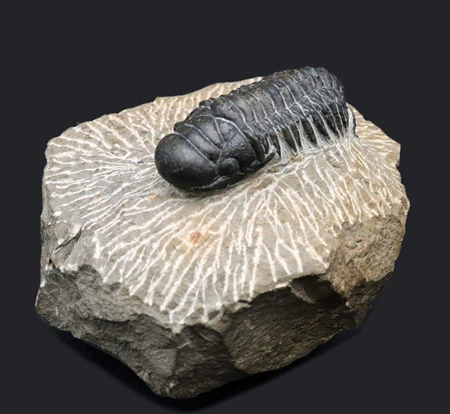 大きな頭鞍部が印象的な三葉虫、クロタロセファルス・ギブスの化石（Crotalocephalus gibbus）（その1）