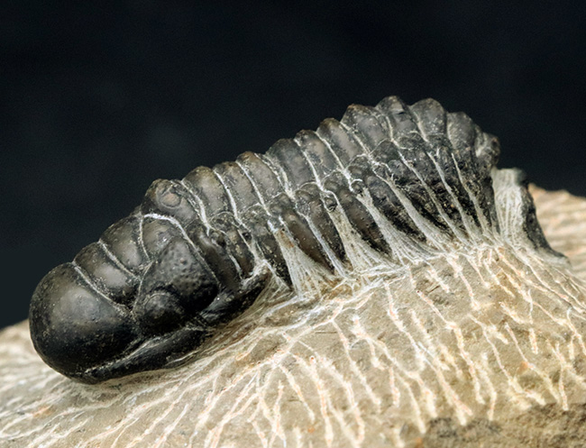 大きな頭鞍部が印象的な三葉虫、クロタロセファルス・ギブスの化石（Crotalocephalus gibbus）（その2）