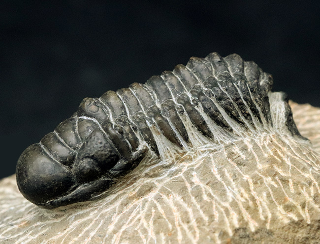 大きな頭鞍部が印象的な三葉虫、クロタロセファルス・ギブスの化石(Crotalocephalus gibbus)(その2)