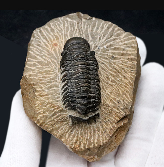 大きな頭鞍部が印象的な三葉虫、クロタロセファルス・ギブスの化石（Crotalocephalus gibbus）（その3）