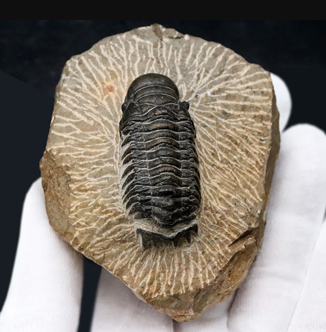 大きな頭鞍部が印象的な三葉虫、クロタロセファルス・ギブスの化石(Crotalocephalus gibbus)(その3)