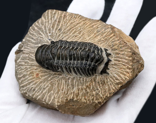 大きな頭鞍部が印象的な三葉虫、クロタロセファルス・ギブスの化石(Crotalocephalus gibbus)(その4)