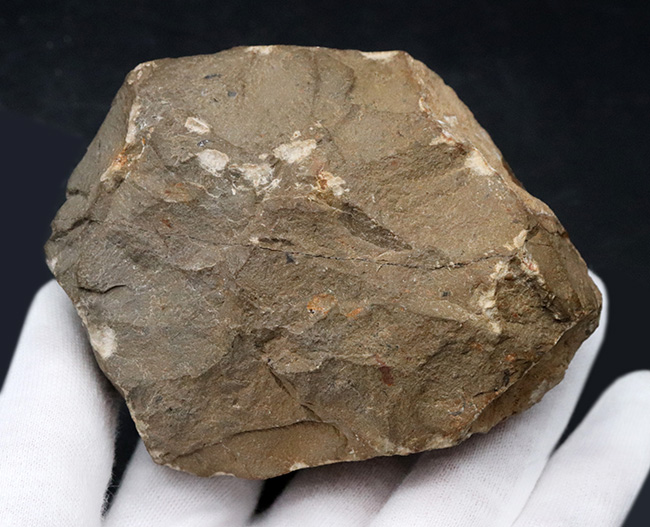 大きな頭鞍部が印象的な三葉虫、クロタロセファルス・ギブスの化石(Crotalocephalus gibbus)(その5)
