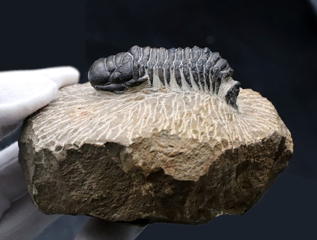 大きな頭鞍部が印象的な三葉虫、クロタロセファルス・ギブスの化石(Crotalocephalus gibbus)(その6)