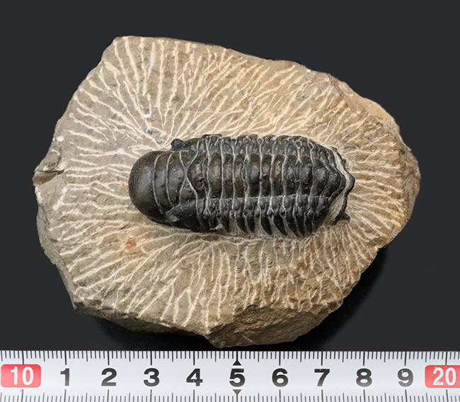 大きな頭鞍部が印象的な三葉虫、クロタロセファルス・ギブスの化石(Crotalocephalus gibbus)(その7)