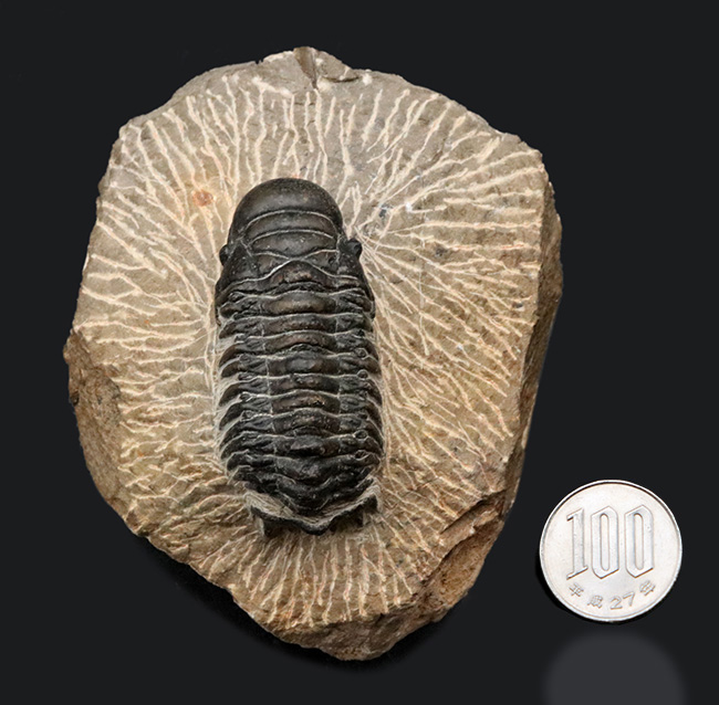 大きな頭鞍部が印象的な三葉虫、クロタロセファルス・ギブスの化石（Crotalocephalus gibbus）（その8）