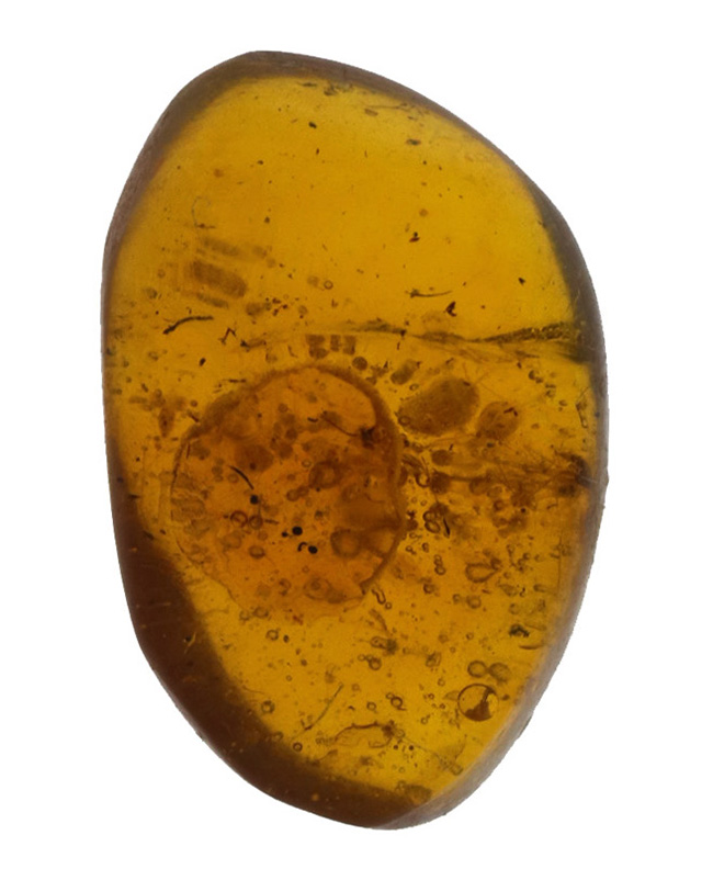 およそ3000万年の歳月をかけてできた宝石!琥珀の名産地、ドミニカから採集された、虫が封じ込められた琥珀(Amber)(その2)