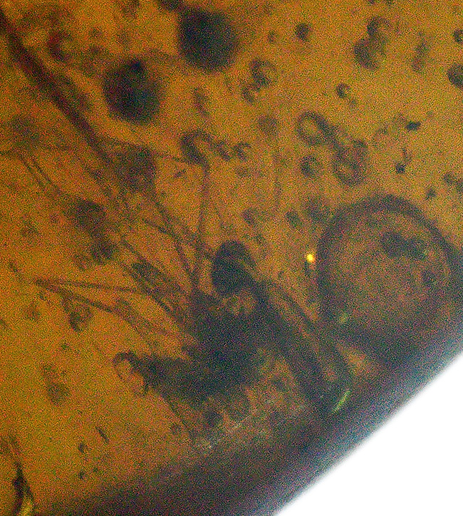 およそ3000万年の歳月をかけてできた宝石!琥珀の名産地、ドミニカから採集された、虫が封じ込められた琥珀(Amber)(その4)