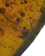 およそ３０００万年の歳月をかけてできた宝石！琥珀の名産地、ドミニカから採集された、虫が封じ込められた琥珀（Amber）