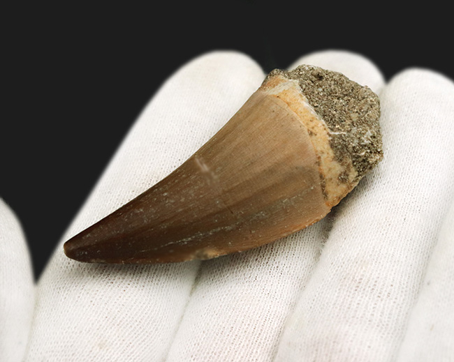 大型！モササウルスの歯【190 g】【52 mm】モロッコ王国産/白亜紀後期/魚竜/爬虫類/恐竜/牙/魚/歯根/顎/脊椎/骨/化石/86 白亜紀後期の海の王者、モササウルス（Mosasaurus）の歯根付きの歯化石