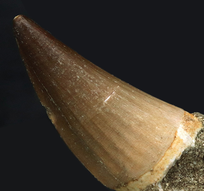 上質かつ美麗!白亜紀後期の海の王者、モササウルス(Mosasaurus)の歯化石(その5)