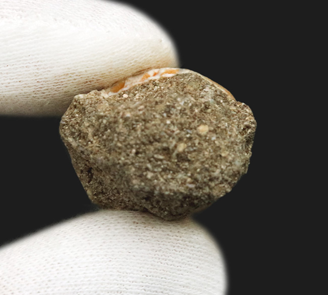 上質かつ美麗！白亜紀後期の海の王者、モササウルス（Mosasaurus）の歯