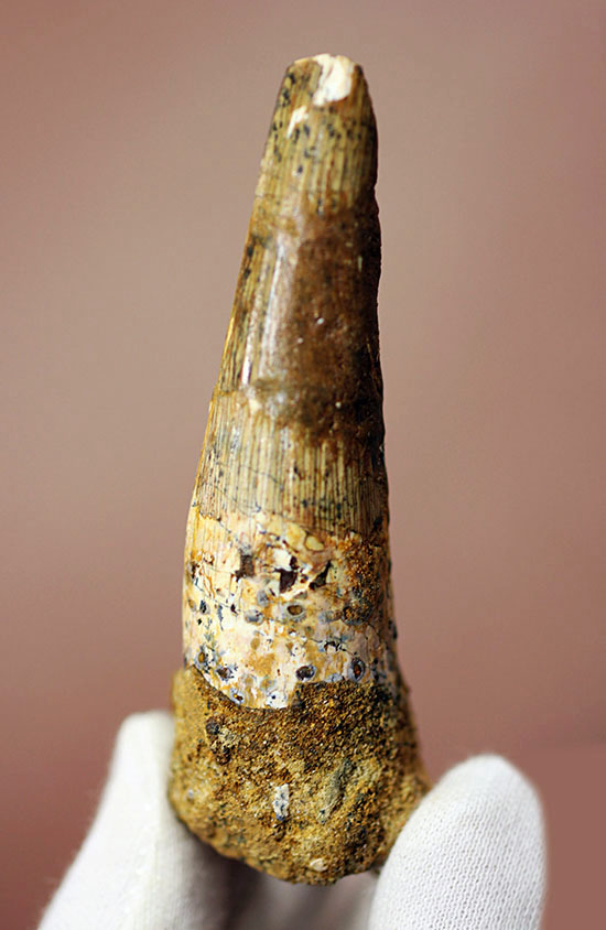 いまだ謎多き、スピノサウルス。鋭くスレンダーなタイプの歯化石。(Spinosaurus)(その1)