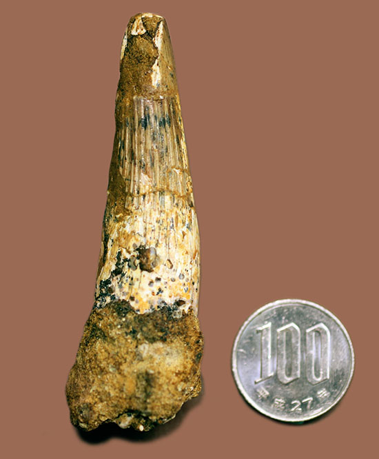 いまだ謎多き、スピノサウルス。鋭くスレンダーなタイプの歯化石。(Spinosaurus)(その10)