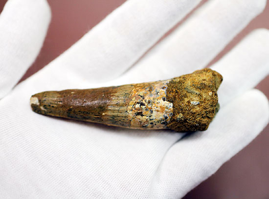 いまだ謎多き、スピノサウルス。鋭くスレンダーなタイプの歯化石。(Spinosaurus)(その3)