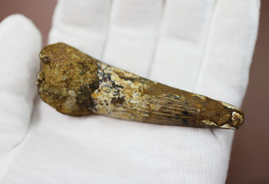 いまだ謎多き、スピノサウルス。鋭くスレンダーなタイプの歯化石。(Spinosaurus)(その6)