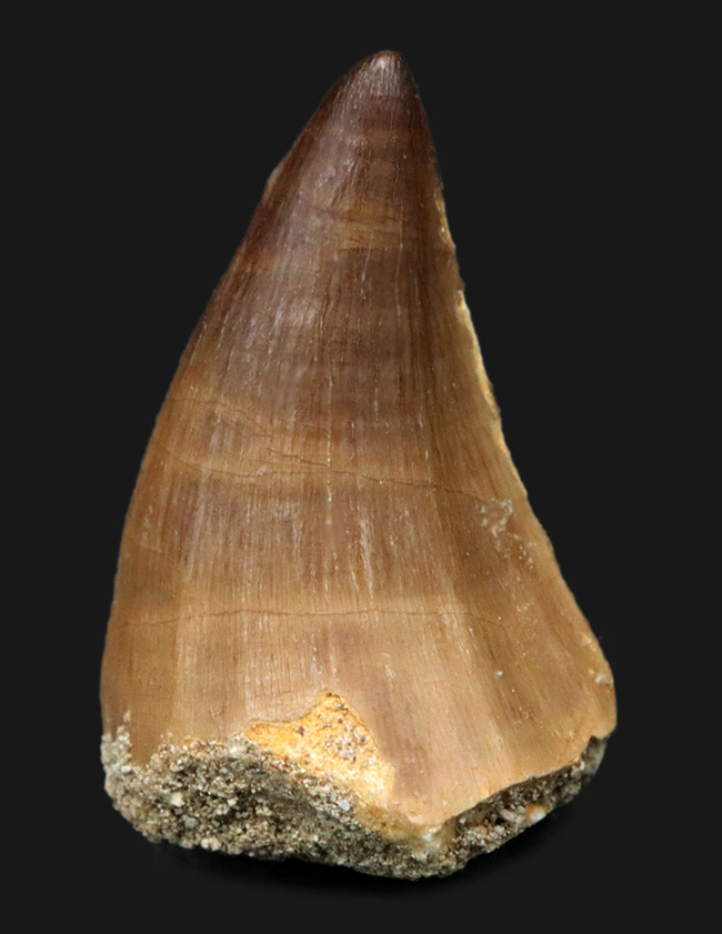 上質!非常に美しいエナメル質が残存したモササウルス(Mosasaurus)の歯化石(その1)