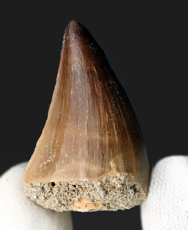 上質!非常に美しいエナメル質が残存したモササウルス(Mosasaurus)の歯化石(その2)