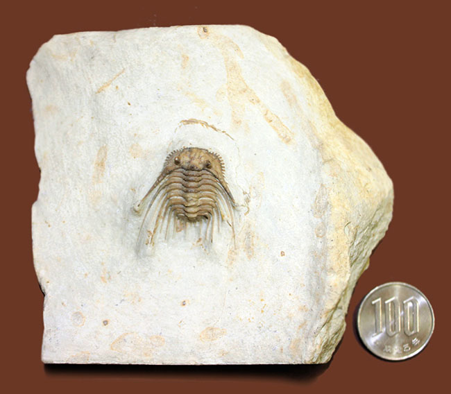 かの有名なブラックキャットマウンテンで採集された”芸術品”。三葉虫