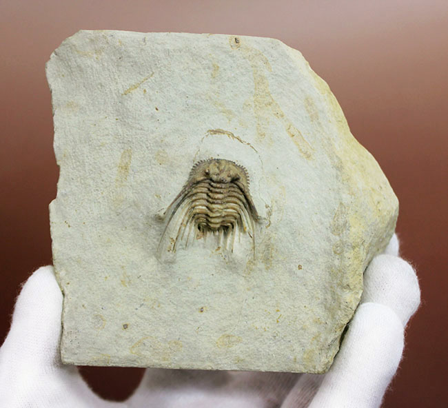 かの有名なブラックキャットマウンテンで採集された”芸術品”。三葉虫、ケッテネラスピス・ウィリアムシ(Kettneraspis williamsi)(その6)