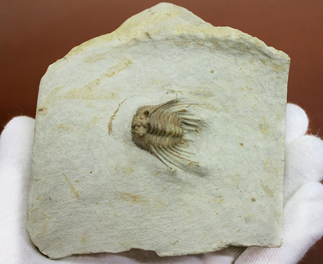 かの有名なブラックキャットマウンテンで採集された”芸術品”。三葉虫、ケッテネラスピス・ウィリアムシ(Kettneraspis williamsi)(その7)