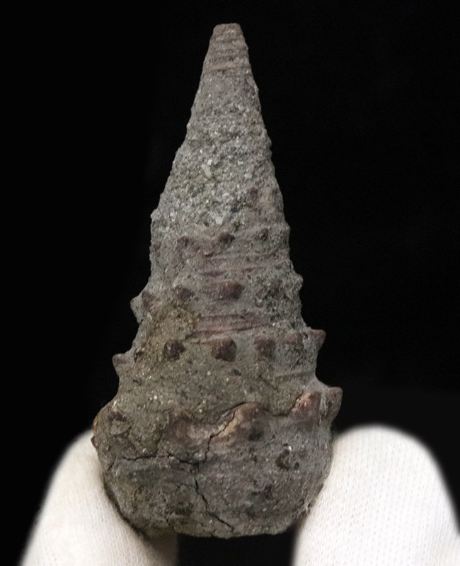 上質!岡山県で採集された絶滅巻き貝、ビカリア(Vicarya)の化石(その1)