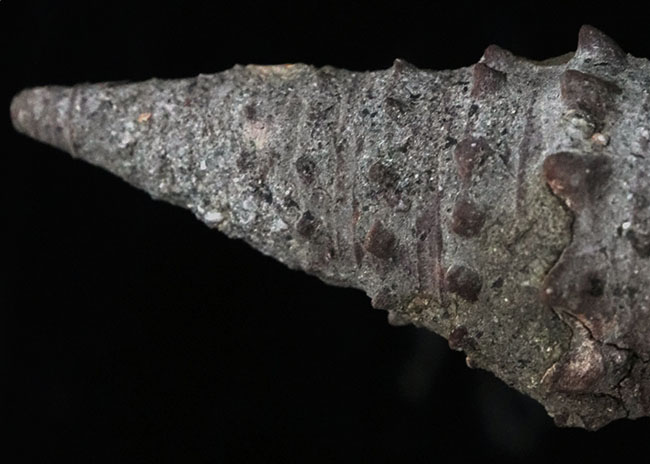 上質!岡山県で採集された絶滅巻き貝、ビカリア(Vicarya)の化石(その5)