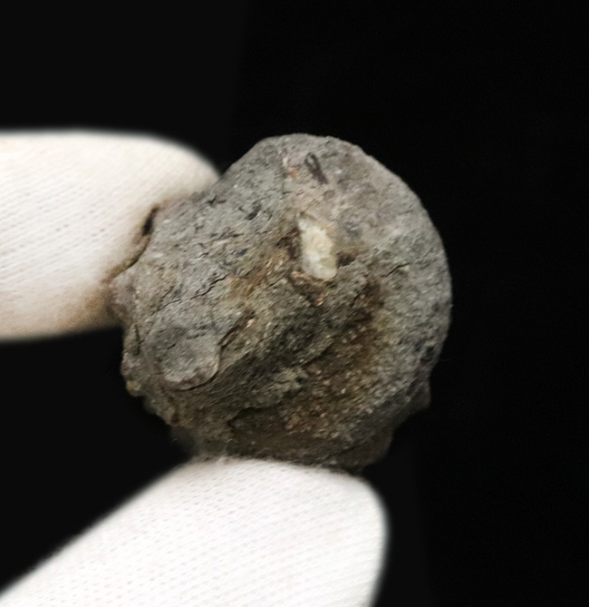 上質!岡山県で採集された絶滅巻き貝、ビカリア(Vicarya)の化石(その6)