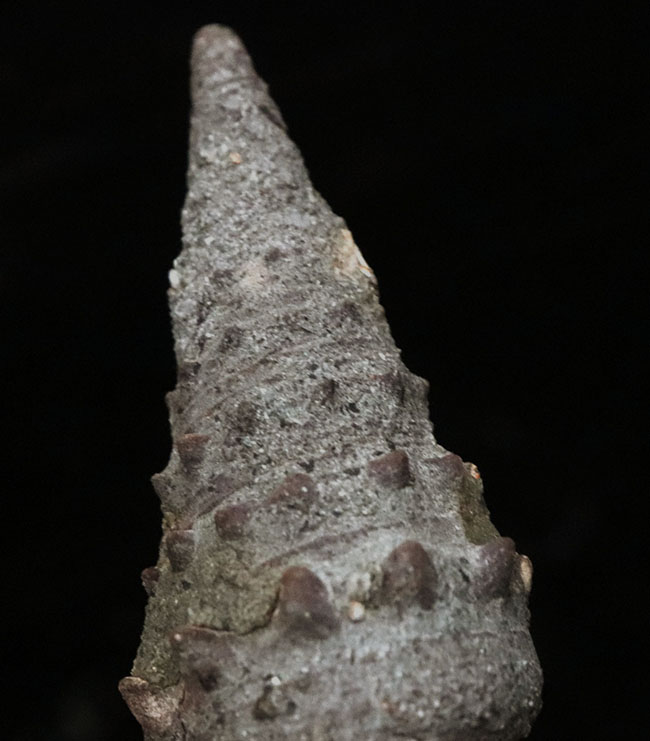上質!岡山県で採集された絶滅巻き貝、ビカリア(Vicarya)の化石(その7)