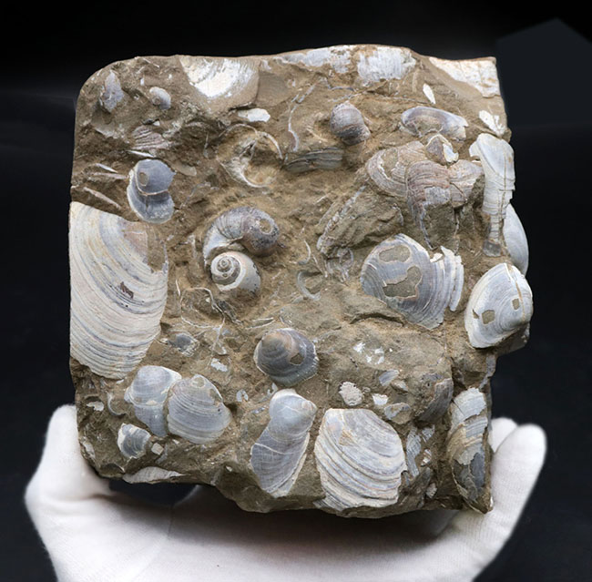 古代の砂浜を切り取ったかのような、国産の二枚貝の群集化石(その1)